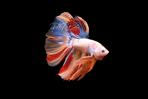Candy Delta Male Betta | M5035