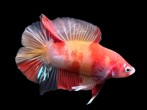 Nemo DTPK Male Betta | M2839
