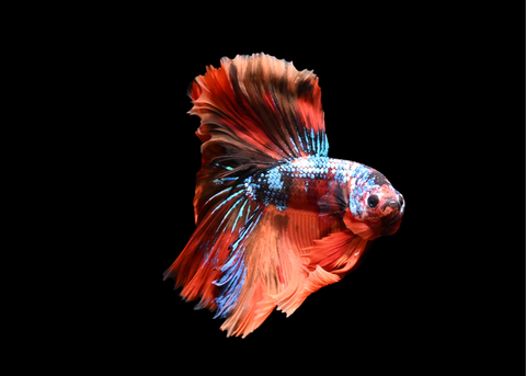 Koi Halfmoon Male Betta | 5217