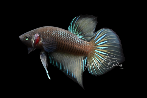 Hybrid Wild Type Plakat Male Betta | M2903