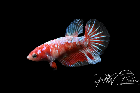 Red Galaxy Halfmoon Female Betta | 5135