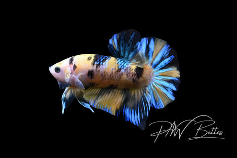 Yellow Koi HMPK Male Betta | M5045