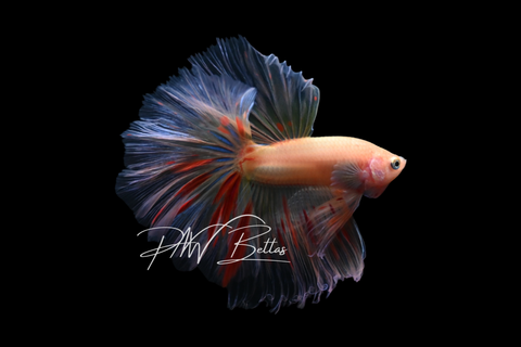 Armageddon Halfmoon Male Betta | M5025