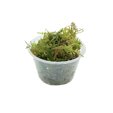 Betta Plant Pack