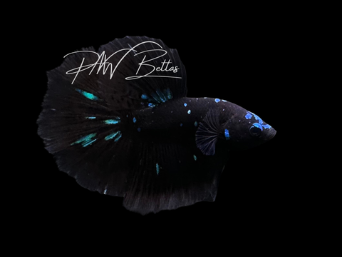Avatar Halfmoon Male Betta | M3026