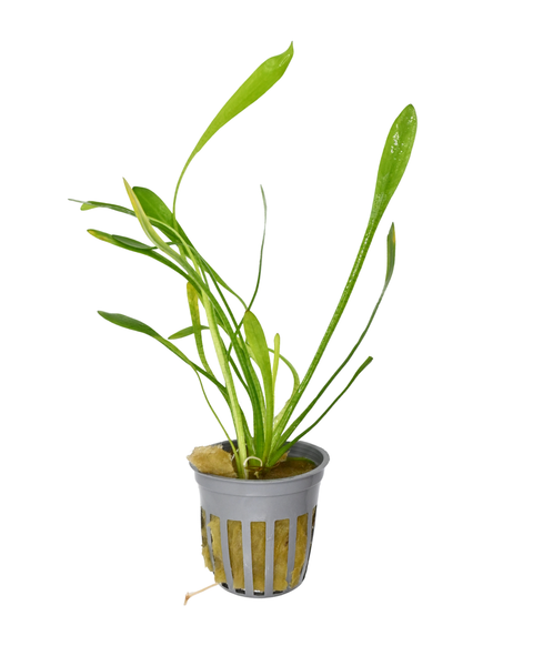 Dwarf Sagittaria | Sagittaria Subulata