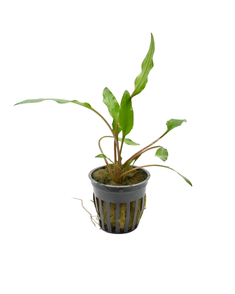 Cryptocoryne Lutea