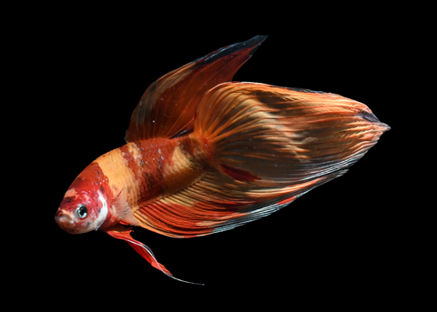 Nemo Veiltail Male Betta | 5273