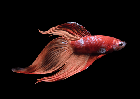 Candy Nemo Veiltail Male Betta | 5286