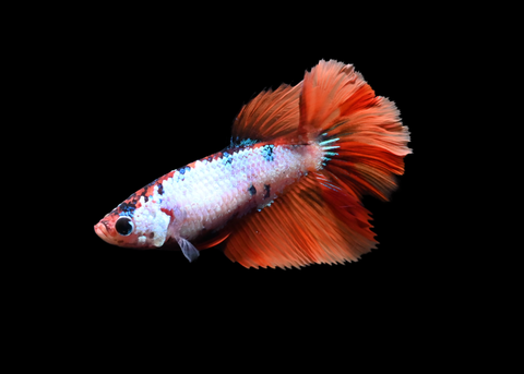 Fancy Koi Halfmoon Female Betta | 5189