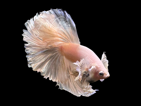 Dumbo Platinum Halfmoon Male Betta | M3073