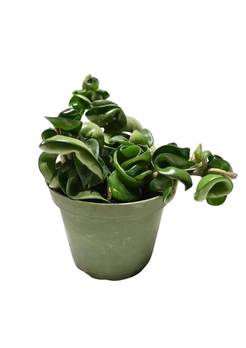 Hoya Compacta 4”