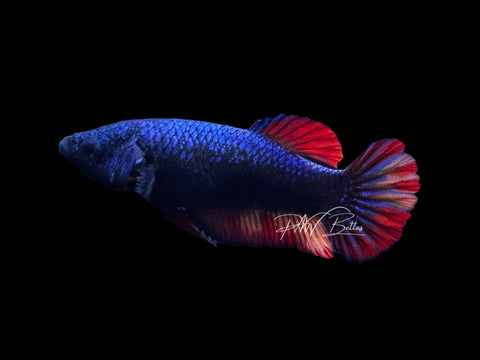 Avatar Nemo HMPK Female Betta | F2818