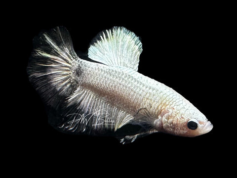 Copper Rim HMPK Male Betta | LM13