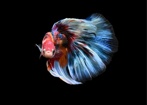 Fancy Koi Halfmoon Male Betta | 5215