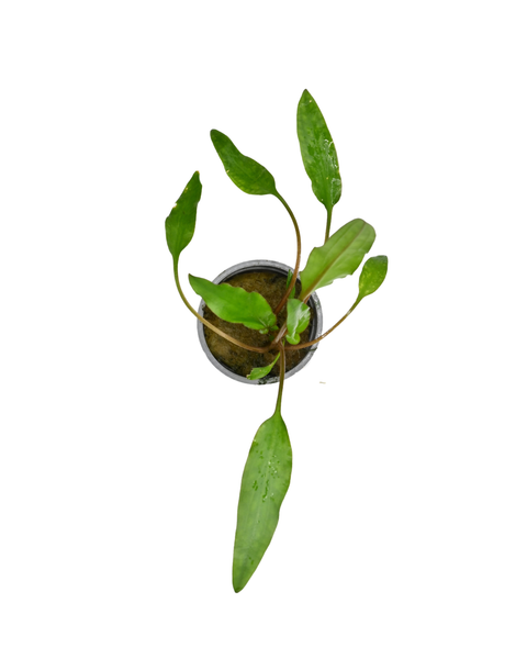 Cryptocoryne Lutea