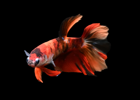 Nemo Halfmoon Female Betta | 5190