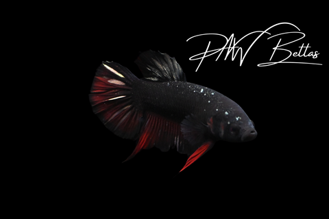 Vampire HMPK Male Betta | 5158