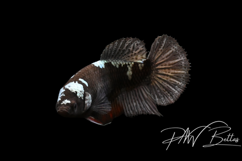Copper Avatar HMPK Female Betta | 5136