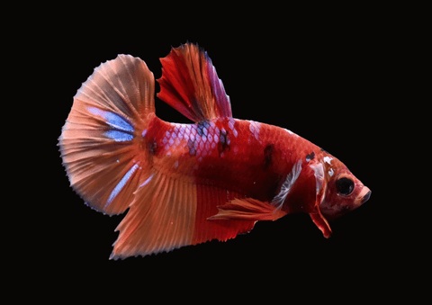 Candy Galaxy Koi HMPK Male Betta | 5292