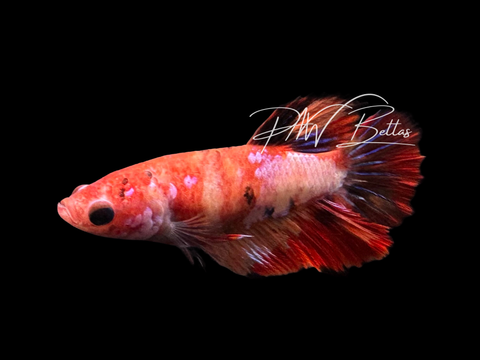 Candy Halfmoon Female Betta | F2305
