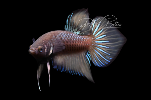 Wild Type Hybrid Plakat Male Betta | M2901