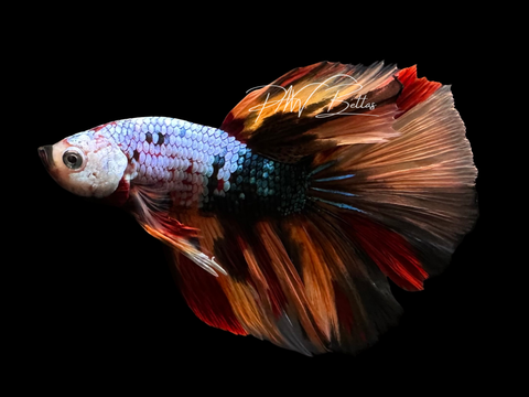 Fancy Marble Delta Male Betta | M3072
