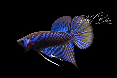 Blue Yellow Imbellis Male | Franks Bettas Wild Type | FW116