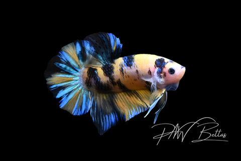 Yellow Koi HMPK Male Betta | M5045