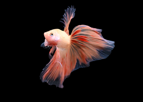 Armageddon Halfmoon Male Betta | 5260