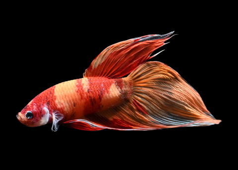 Nemo Veiltail Male Betta | 5273