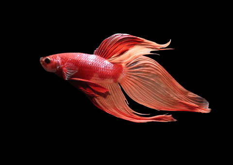 Candy Nemo Veiltail Male Betta | 5286