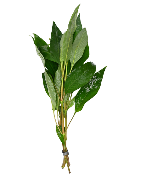 Green Temple | Hygrophila corymbosa