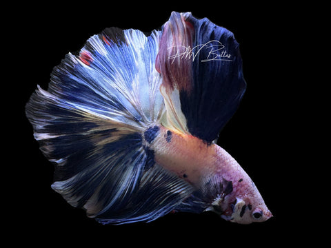 Blue Marble HM Male Betta | M2630