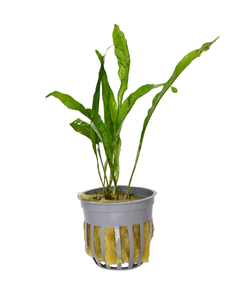 Java Fern | Microsorum pteropus