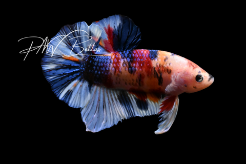 Candy HMPK Male Betta | M5005