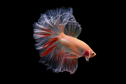 Armageddon Halfmoon Male Betta | M5025