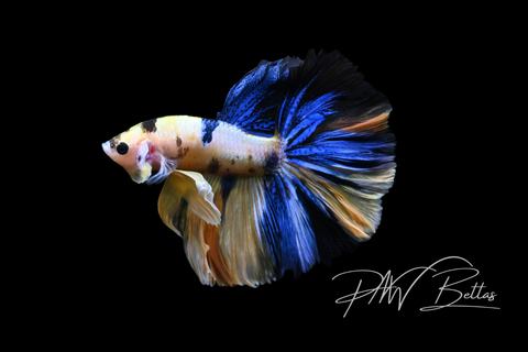 Yellow Koi Halfmoon Male Betta | M5046