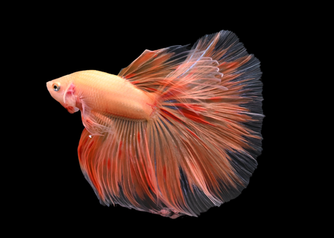Armageddon Halfmoon Male Betta | 5260