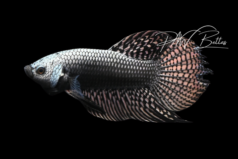 Copper Alien Male | Franks Bettas Wild Type | FW117