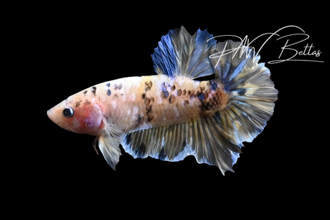 Yellow Galaxy HMPK Male Betta | M5105