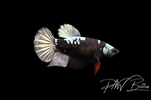 Copper Avatar HMPK Female Betta | 5136