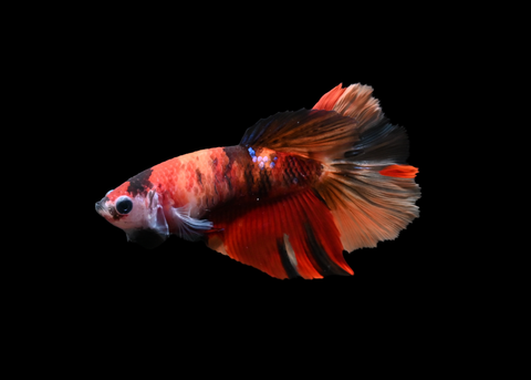 Nemo Halfmoon Female Betta | 5190