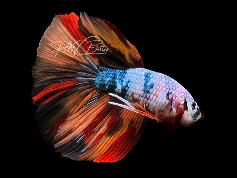 Fancy Marble Delta Male Betta | M3072