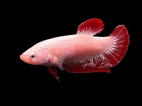 Red Dragon HMPK Female Betta | F2326