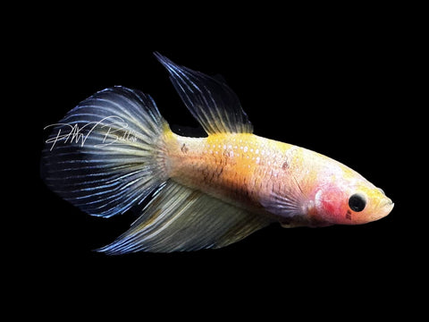 Yellow Koi Veiltail Female Betta | F2808