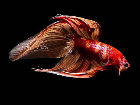 Nemo Veiltail Male Betta | M2866