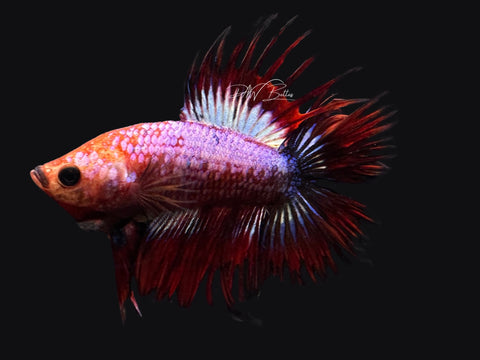 Rare Marble DTCT Male Betta | M2597