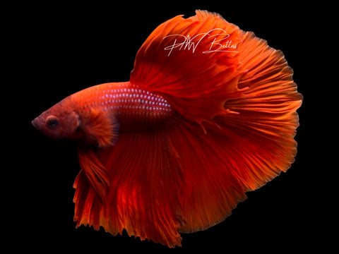 Red Halfmoon Male Betta | M3091
