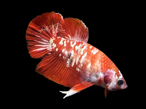 Red Galaxy HMPK Male Betta | M3106